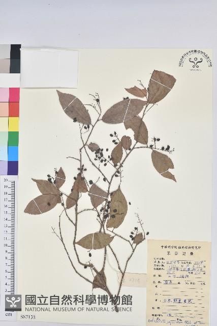 日本五月茶、南投五月茶藏品圖，第1張