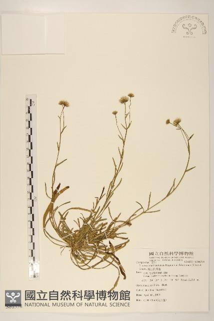 福山氏飛蓬藏品圖，第1張