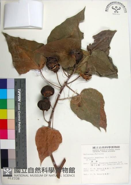 繖楊、截萼黃槿藏品圖，第1張