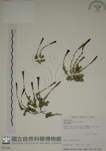 阿里山龍膽藏品圖，第1張