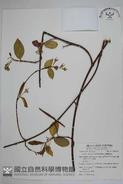 細梗絡石藏品圖，第1張