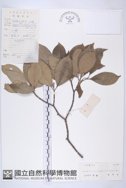 Accession Number:S042338 Collection Image, Figure 1, Total 3 Figures