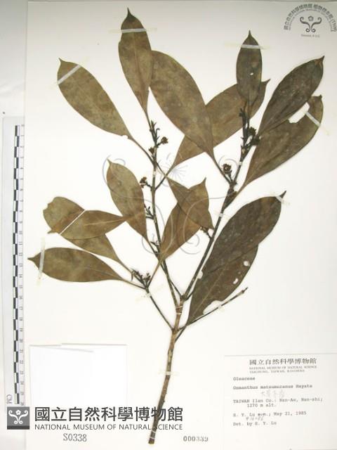 大葉木犀藏品圖，第1張