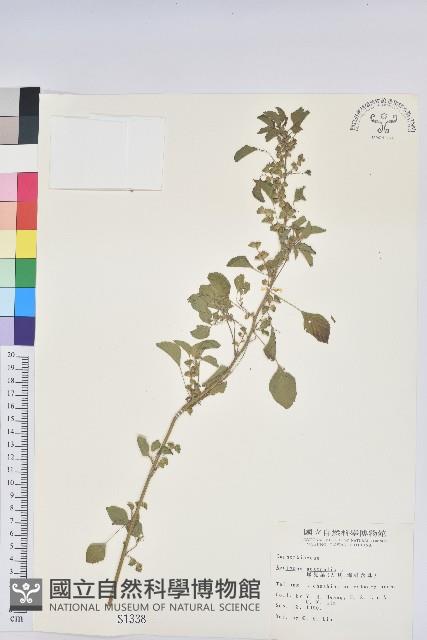 鐵莧菜藏品圖，第1張