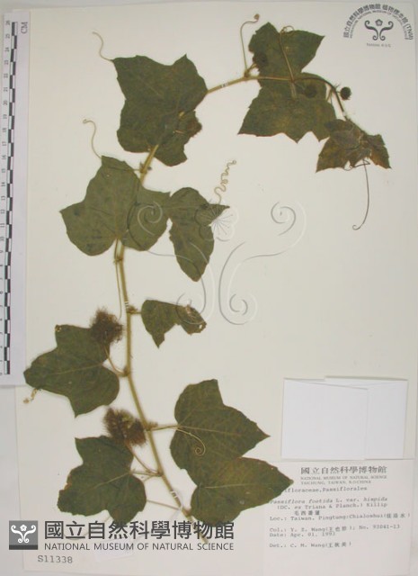 毛西番蓮藏品圖，第1張