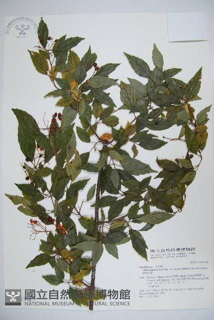 狹葉莢迷藏品圖，第1張