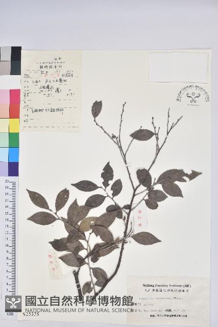 米飯花藏品圖，第1張