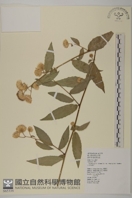 大頭艾納香藏品圖，第1張