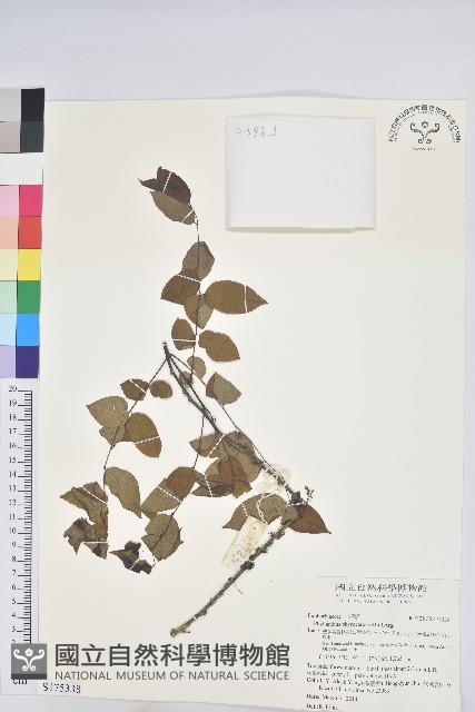 登錄號:S175338藏品圖，第1張