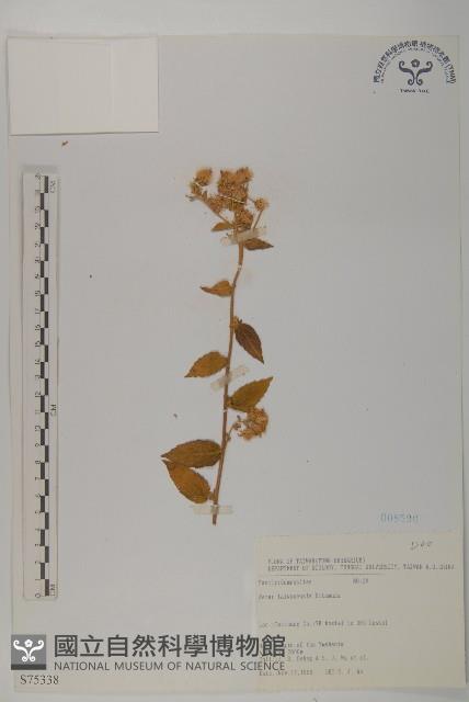 臺灣馬蘭藏品圖，第1張