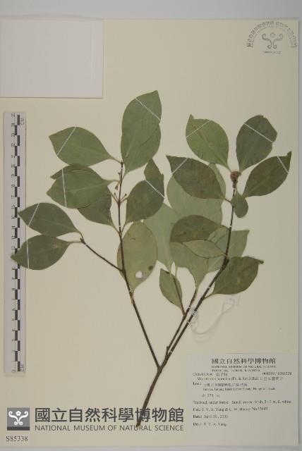 日本賽衛矛、日本假衛矛藏品圖，第1張