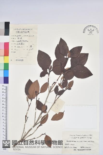 守城滿山紅、馬禮士杜鵑藏品圖，第1張