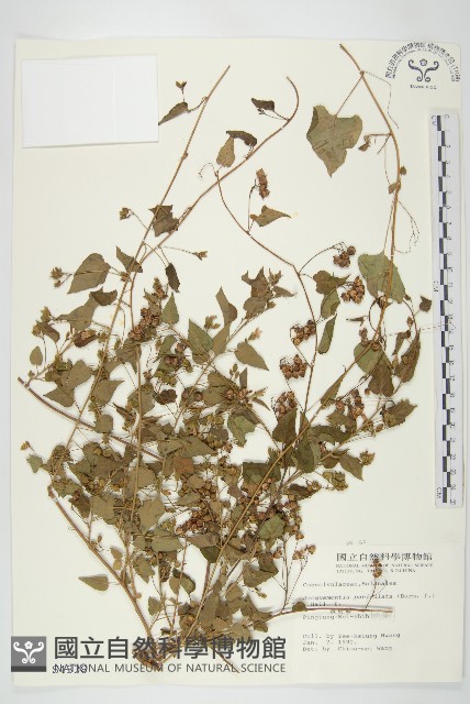 娥房藤藏品圖，第1張