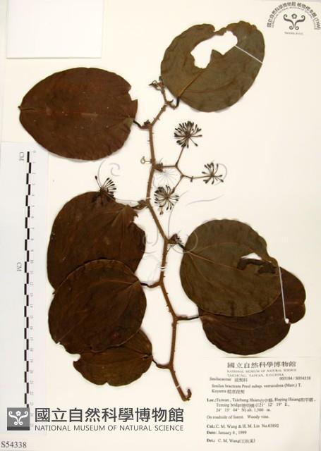 糙莖菝契藏品圖，第1張