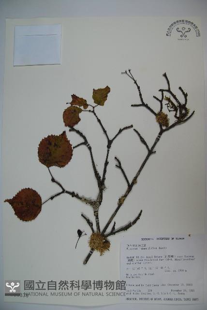 玉山糯米樹、狹葉糯米樹藏品圖，第1張