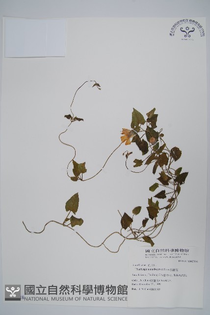 黑眼花藏品圖，第1張