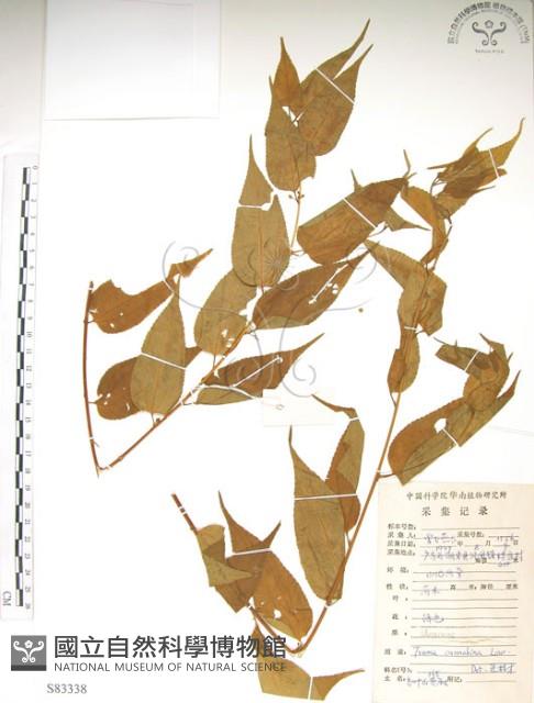 銳葉山黃麻藏品圖，第1張