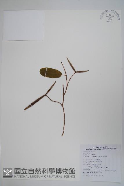 隱鱗藤藏品圖，第1張