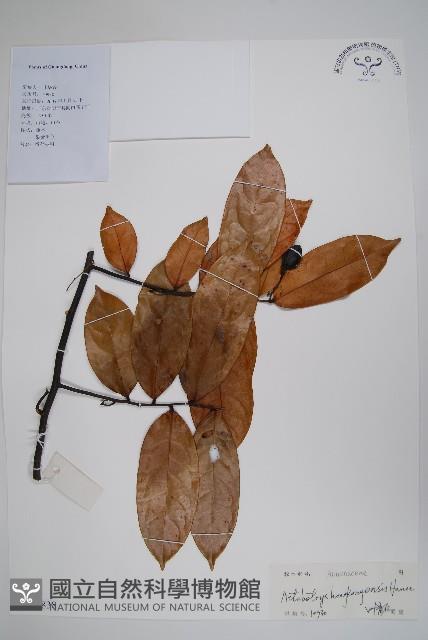 香港鷹爪花藏品圖，第1張