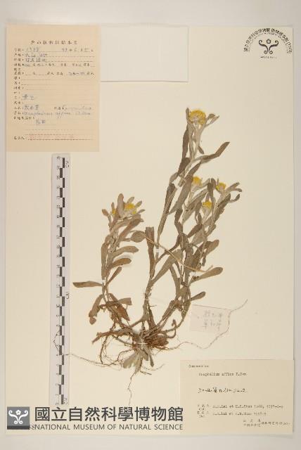 鼠麴草藏品圖，第1張