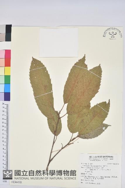 曼青岡藏品圖，第1張