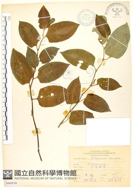 火炭母草、清飯藤藏品圖，第1張