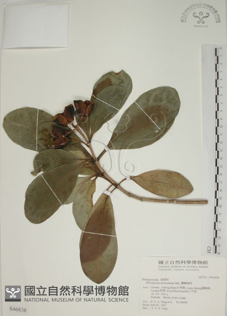 蘭嶼海桐藏品圖，第1張