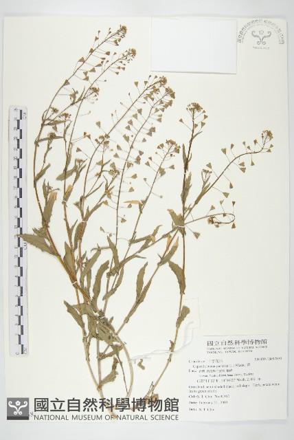 薺藏品圖，第1張