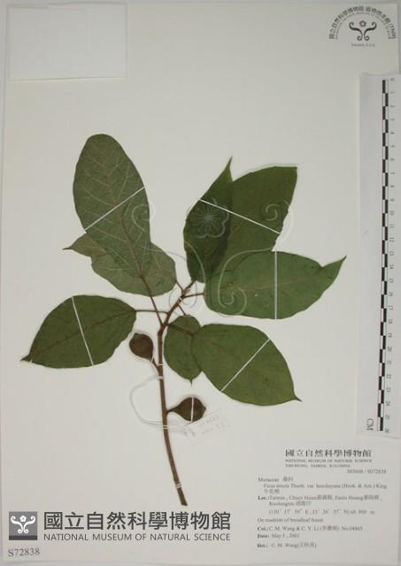 牛乳榕藏品圖，第1張