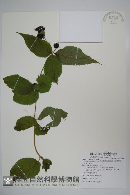 臺灣土黨參藏品圖，第1張