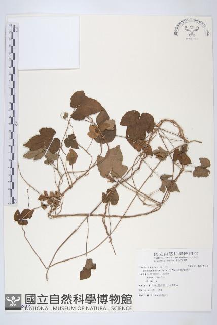 銳葉牽牛藏品圖，第1張