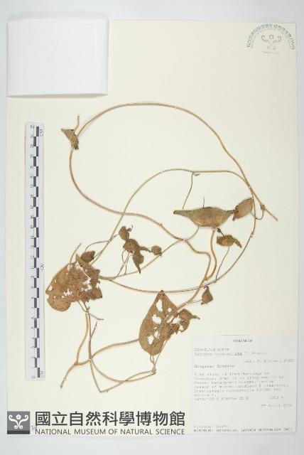 登錄號:S100838藏品圖，第1張