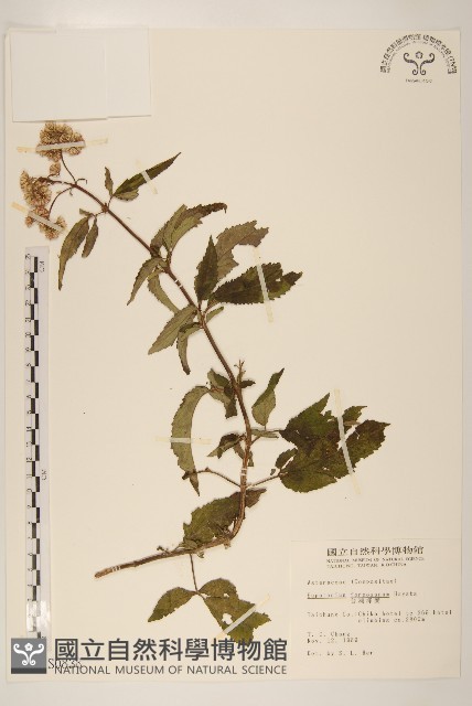 臺灣澤蘭藏品圖，第1張