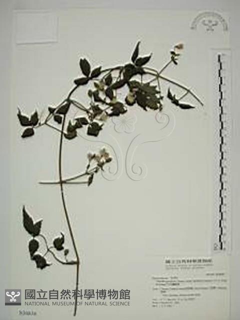 巴氏鐵線蓮藏品圖，第1張