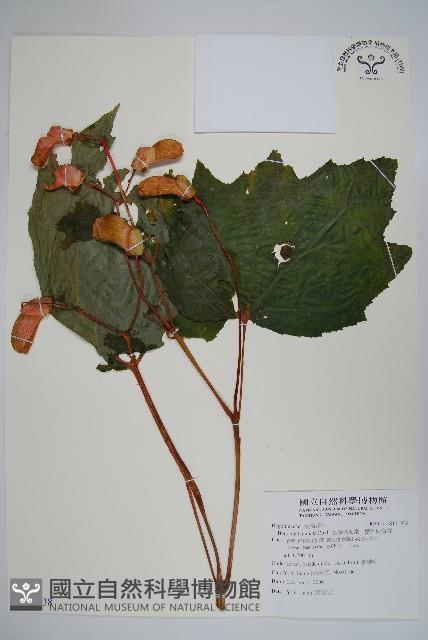 裂葉秋海棠、巒大秋海棠藏品圖，第1張