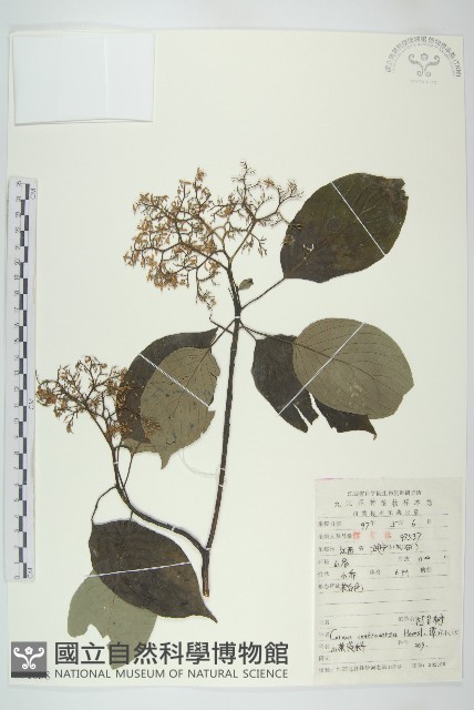 燈臺樹藏品圖，第1張