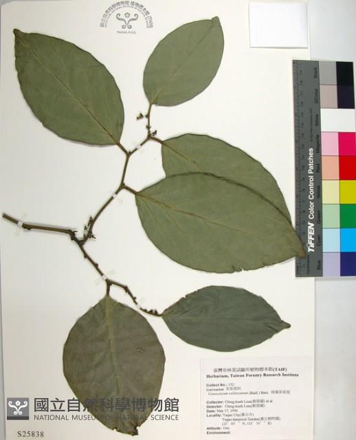 柿葉茶茱萸藏品圖，第1張