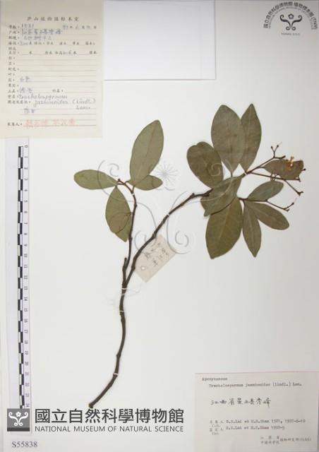 絡石藏品圖，第1張