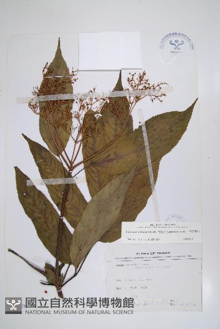 冇骨消藏品圖，第1張