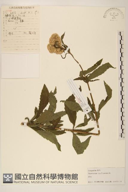 林氏澤蘭藏品圖，第1張