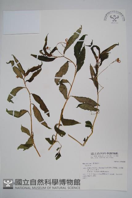 登錄號:S034838藏品圖，第1張