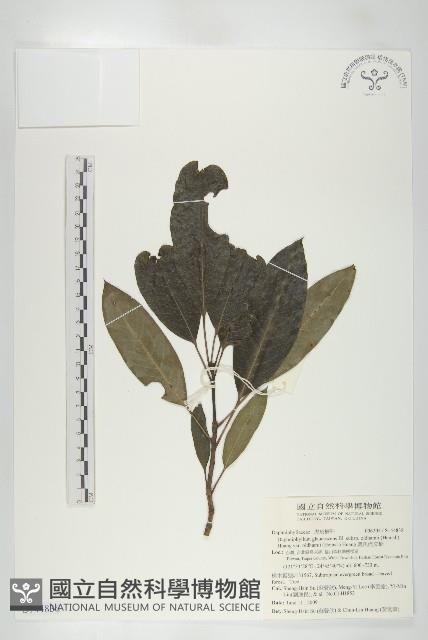 奧氏虎皮楠藏品圖，第1張