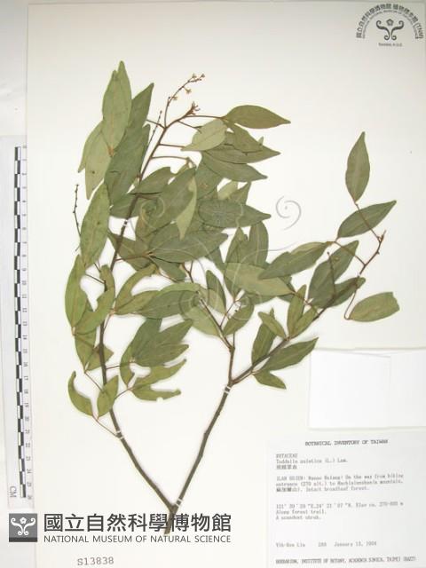 飛龍掌血藏品圖，第1張