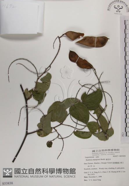 菊花木藏品圖，第1張