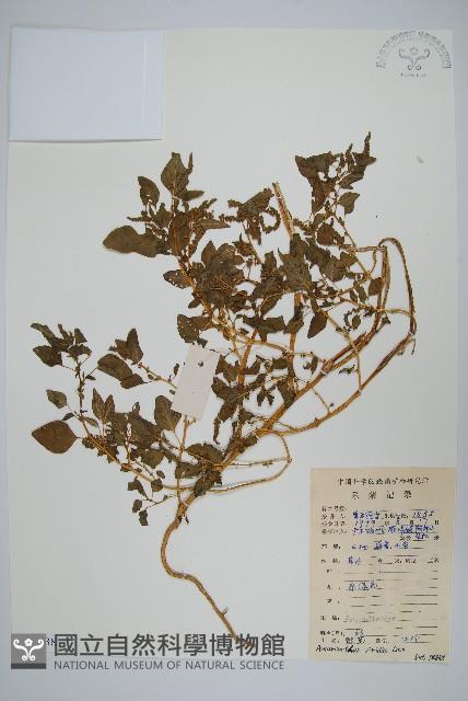 Green amaranth Collection Image, Figure 1, Total 2 Figures