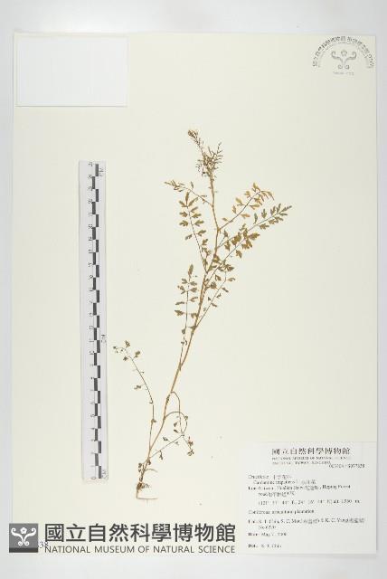 水花菜藏品圖，第1張