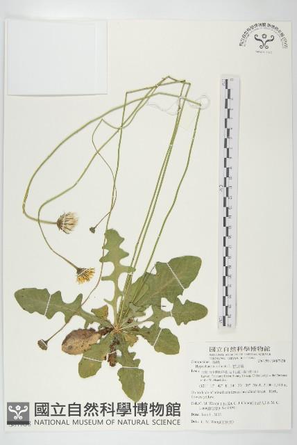 貓兒菊藏品圖，第1張