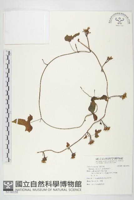 紅花野牽牛藏品圖，第1張