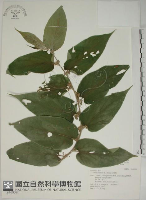 山黃麻藏品圖，第1張