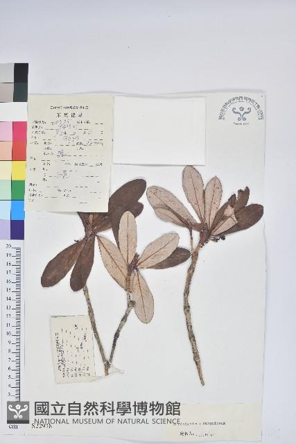 血紅杜鵑藏品圖，第1張